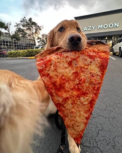 One bite, everybody knows the rules 🍕 The infamous @lazymoonpizza known  for their GIANT pizza slices 🤩 Donut's score: 9.999999/10 ***The pizza is  only used as a prop and Donut is rewarded