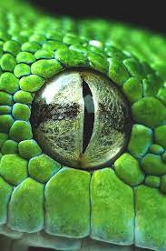 Want to discover art related to snake_eyes? Kingdom Of The Ocean Reptile Eye Eye Close Up Snake