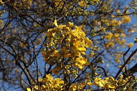 Image result for Senna singueana