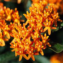 Huge sale on deer resistant flowers perennial now on. Deer Busters The Top Deer Resistant Plants For The Midwest Better Homes Gardens