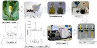 Image result for Melastomastrum capitatum