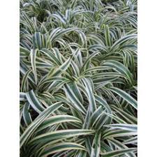 Image result for Chlorophytum lancifolium