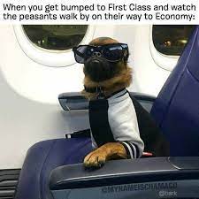 Pin By Jamie Hollier On Crew Life Funny Dog Memes Silly Dogs Dogs