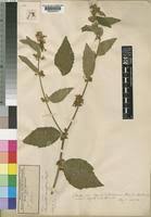 Image result for Triumfetta tomentosa