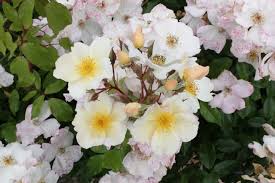 Disease resistant and a heavy bloomer too bloom season ready repeater. Sally Holmes Tasman Bay Roses Buy Roses Online In New Zealand