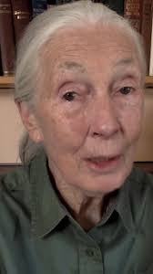 Farewell to Dame Jane Goodall, a regular visitor to the Grand Island area  during the spring migration of the sandhill cranes. Rest in peace.