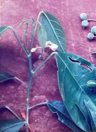 Image result for Lindackeria fragrans