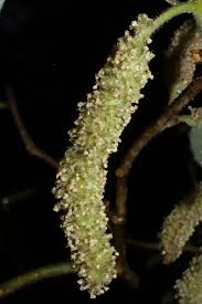 Image result for Broussonetia