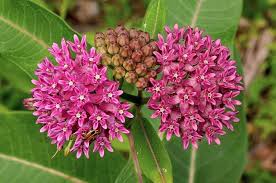 Asclepias Purpurascens Purple Milkweed A Great Cottage Garden Plant Much Loved By Insects The Plant Prefers A M Swamp Milkweed Plants Milkweed