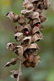 Image result for Rhynchosia procurrens