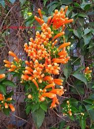 Orange Trumpet Creeper Pyrostegia Venusta Beautiful Flowers Garden Garden Vines Flowering Vines