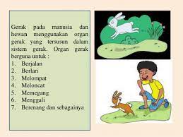 25+ soal sistem gerak pada manusia pilihan ganda dan jawaban. Rangkuman Materi Tematik Sistem Gerak Pada Manusia Dan Hewan
