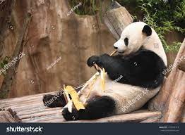 Fat panda bear