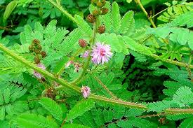 Image result for Mimosa diplotricha