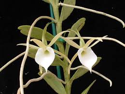 Image result for Diaphananthe stolzii