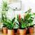 Deck Plants For Privacy