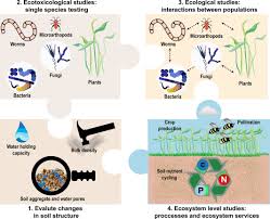 Terrestrial and aquatic food webs are also intertwined, providing nutrients to the other's organisms. Microplastics In Terrestrial Ecosystems Moving Beyond The State Of The Art To Minimize The Risk Of Ecological Surprise Baho 2021 Global Change Biology Wiley Online Library