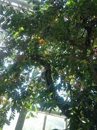 京都府立植物園 木の上に成ってる実はスターフルーツ o 横に切っていくと綺麗な星形になる 植物園 京都 いく