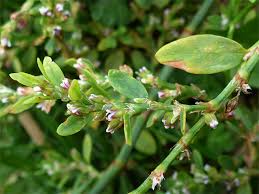 Image result for Polygonum aviculare