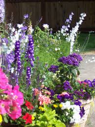 Hellebore Delphinium Potato Canterbury Bells And Petunias Delphinium Petunias Flower Pots
