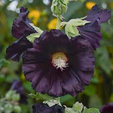 Check spelling or type a new query. 12 Black Perennials Walters Gardens Inc