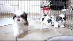 Shih Tzu Puppies For Sale – Boutique Pups LLC