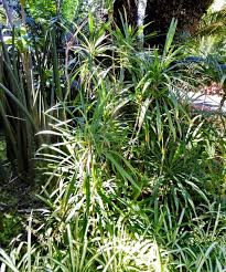 Image result for Cordyline stricta