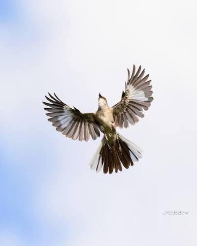 Northern Mockingbird A week before I took this photo series, I noticed a  Northern Mockingbird doing some strange, acrobatic jumps, leaping from the  top of a tree, flapping in mid-air, then landing