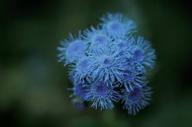 All'inizio del 20 ° secolo, un nuovo tentativo di dedurre una rosail colore blu non ha. Quali Fiori Blu Conosci Blog Di Fiori E Notizie Fresche