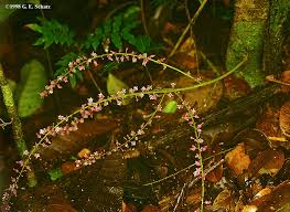 Image result for Macphersonia