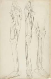 Some types of leg pain can be traced to problems in your lower spine. A Sheet Of Anatomical Drawings Of The Bones And Muscles Of The Legs Works Of Art Ra Collection Royal Academy Of Arts
