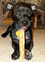 Black And White Jack Russell Terrier Lab Mix Toby The Labrador Mix Labrador Mix Mixed Breed Dogs Mini Doberman