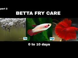 Fighter Fish Baby Care Fighter Fish Breeding Malayalam Part 3 Egg Hatched Youtube