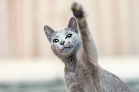 This is where the breed gets its name. Facts About Russian Blue Cats What You Need To Know About These Kitties
