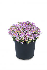 Image result for Nemesia lilacina