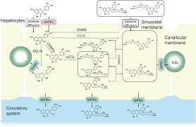 Advance On The Absorption Metabolism And Efficacy Exertion Of Quercetin And Its Important Derivatives Hai 2020 Food Frontiers Wiley Online Library