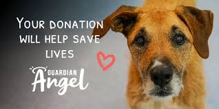 Enter a pet's name into the search. Guardian Angel Rspca Queensland