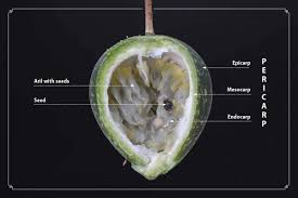 Image result for Viridivia suberosa