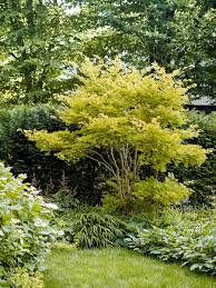 Acer Shirasawanum Aureum Is A Small Shrub With Light Golden Green Leaves Contrasts Well Against The Backdrop O In 2020 Bepflanzung Vorgarten Modern Straucher Garten