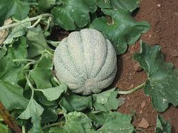 Image result for Cucumis meeusei