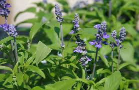 Image result for Salvia farinacea