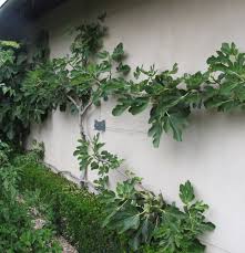 Espalier is the training of a tree to be decorative as well as producing fruit. Pin By Lisa Crumpton On Garden Ideas Fig Tree Espalier Fruit Trees Fig Fruit