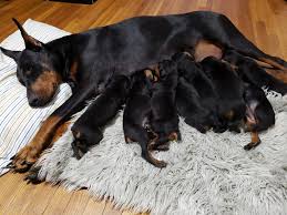 Sorry, there are no doberman pinscher puppies for sale in illinois at this time. Czukiewski Daring Doberman Home Facebook