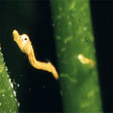 The male has a pouch on one side of the body. Pipefish Male Pregnancy Why Do Females Prefer Large Mates Research Outreach