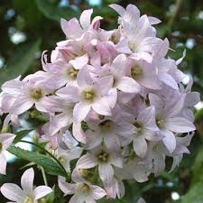 Campanula Lactiflora Loddon Anna Dorset Perennials Pink Perennials Campanula Perennials