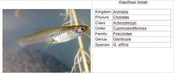 2 jentik jentik stock video clips in 4k and hd for creative projects. Ikan Pemakan Jentik Dkk Sukoharjokab Go Id Dkk Sukoharjo Sukoharjo Makmur