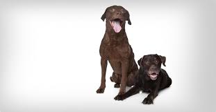 Image result for chesapeake bay retrívr