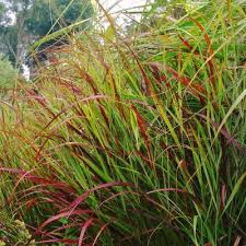 Image result for Panicum hochstetteri