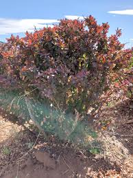 Image result for Berula thunbergii