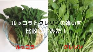 クレソン ルッコラ 違い